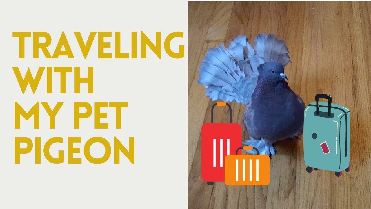 Traveling with My Pet Pigeon