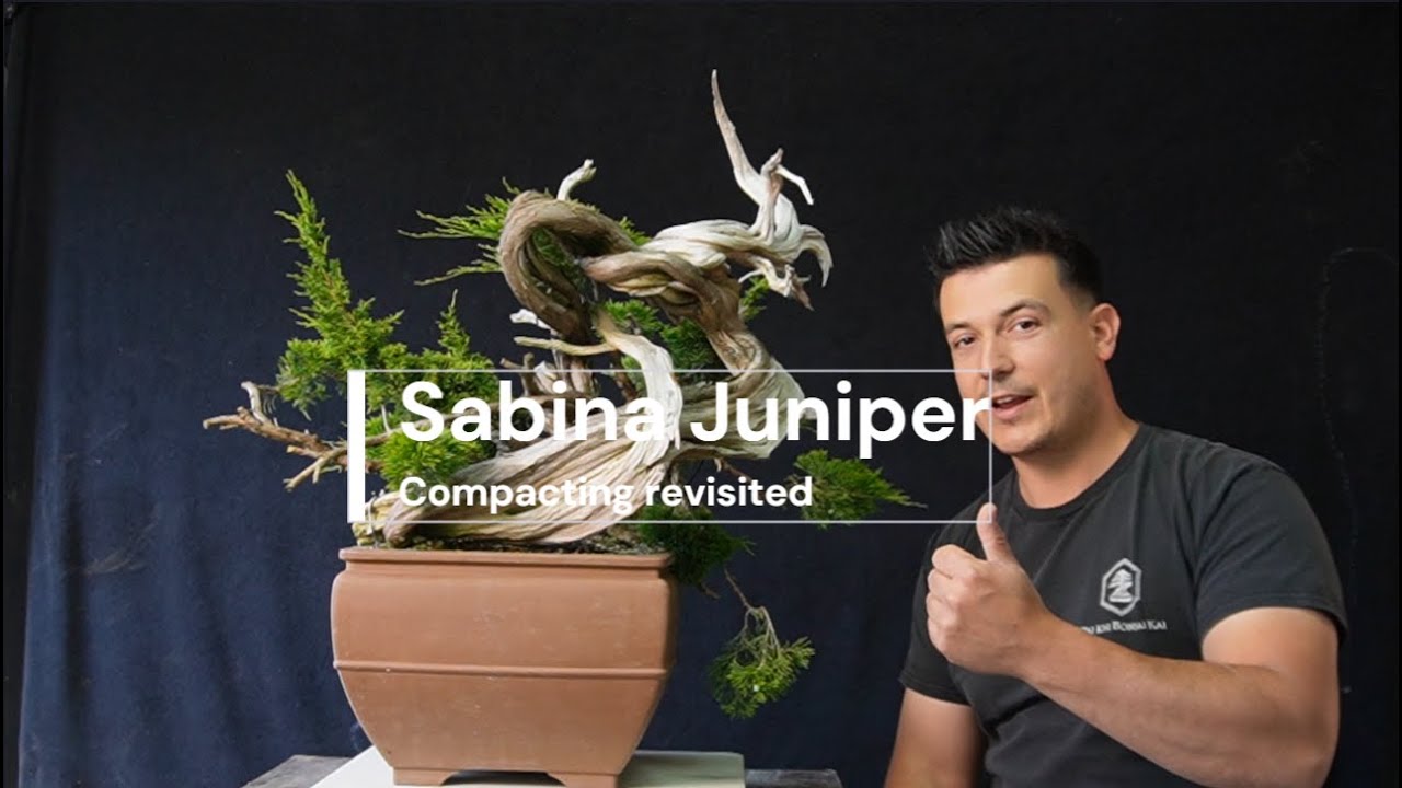 Full VERSION: Compacting a sabina juniper one year later! | The Bonsai Academy
