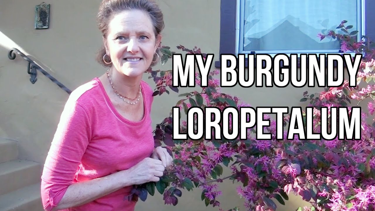 My Burgundy Loropetalum