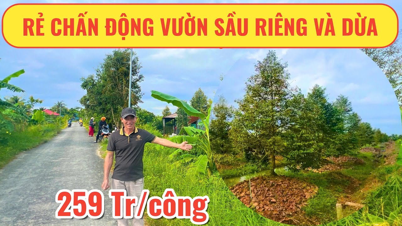 🧧ĐÃ BÁN🧧 Đất rẻ chấn động - có sẵn vườn sầu riêng và dừa tại Vĩnh Long | Nhà Đất Miền Tây