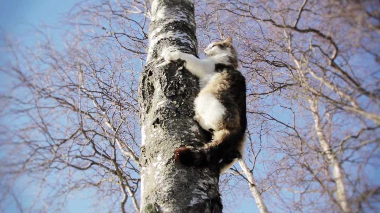 determined cat climbs down a tree