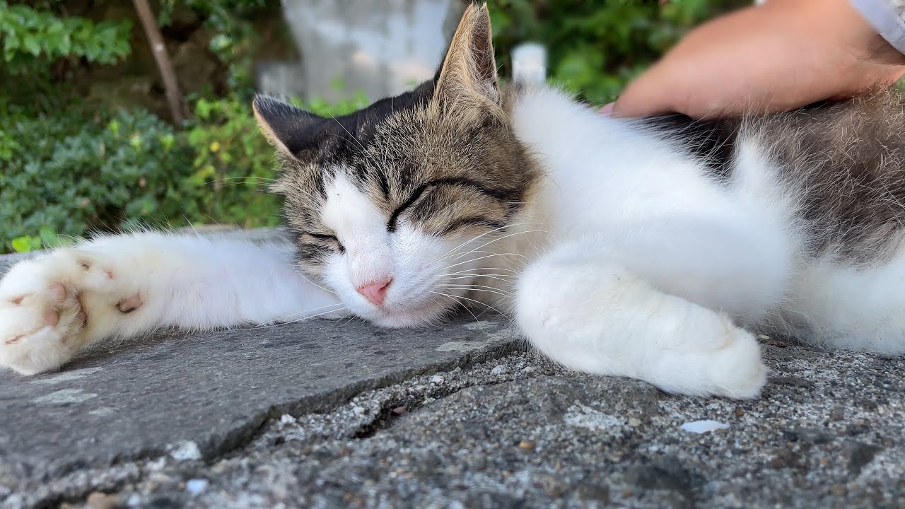 海風となでなでにうっとりする美猫さんの表情に癒される
