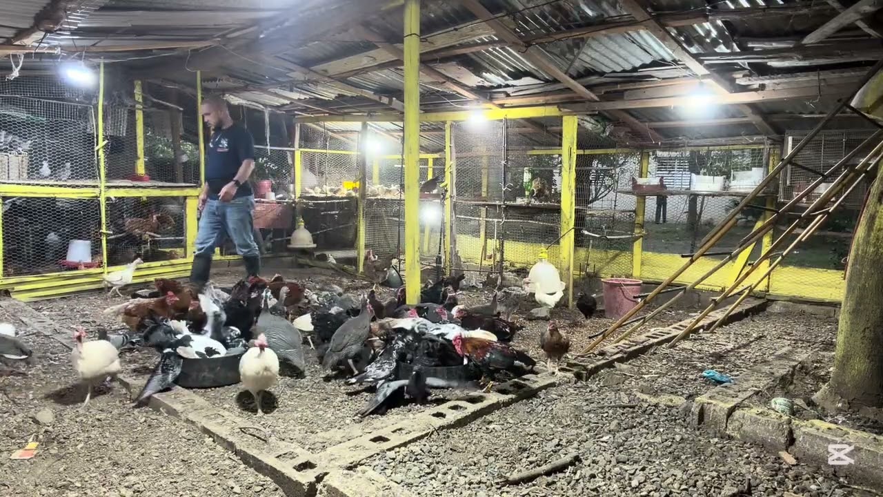 Gallinas sana , alimentación y pasto 🐓 🦃 🦆 #gallina #chicken #granja 