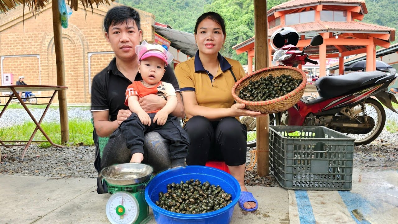 Snail Harvest go market sell - Taking care of pets | Hà Tòn Chài