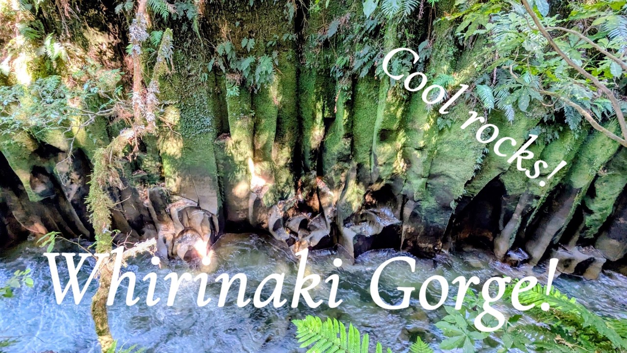 Hiking to Whirinaki Gorge, New Zealand's North Island