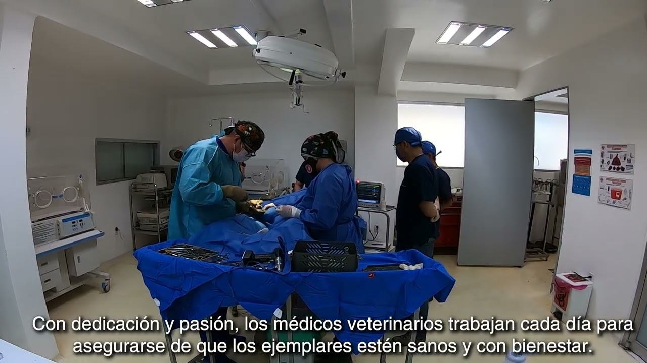 Día del Veterinario