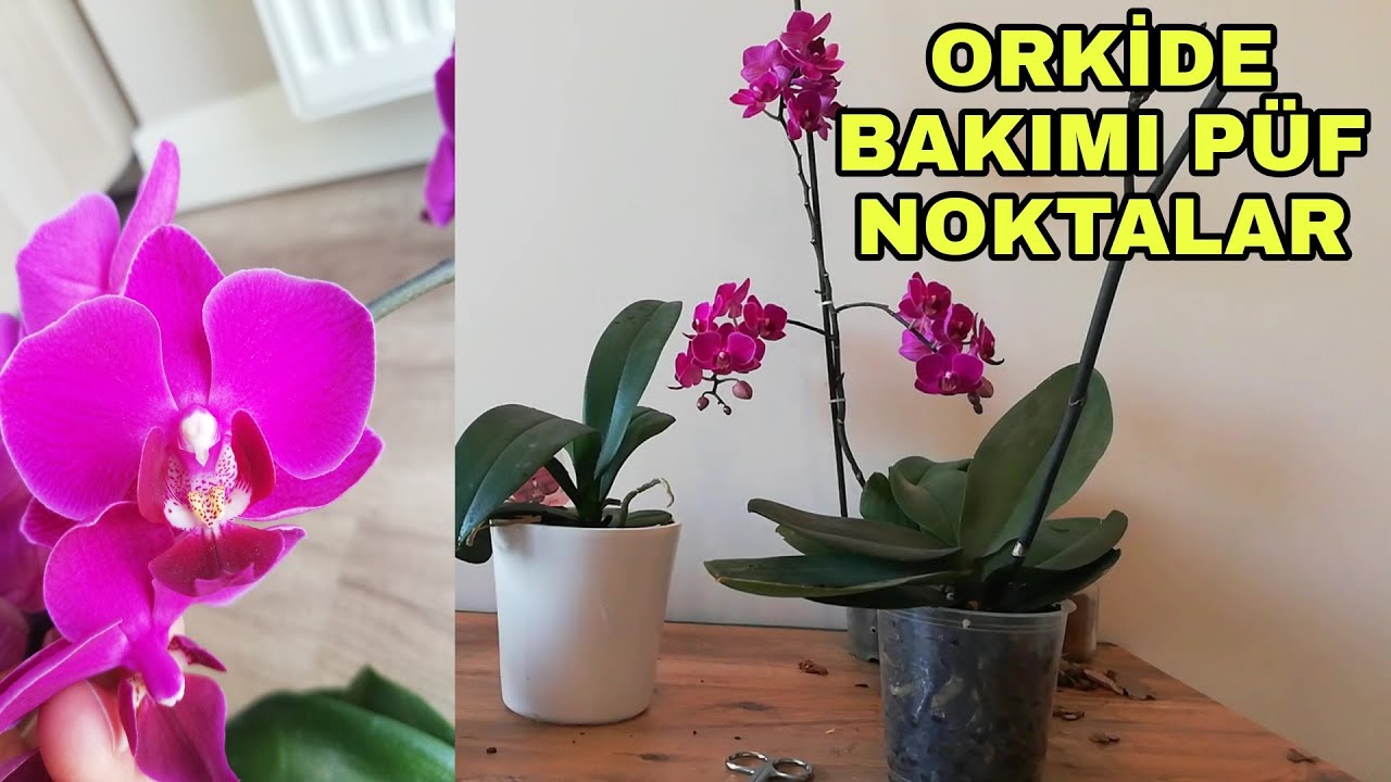 Orkide bakımı nasıl yapılır?
