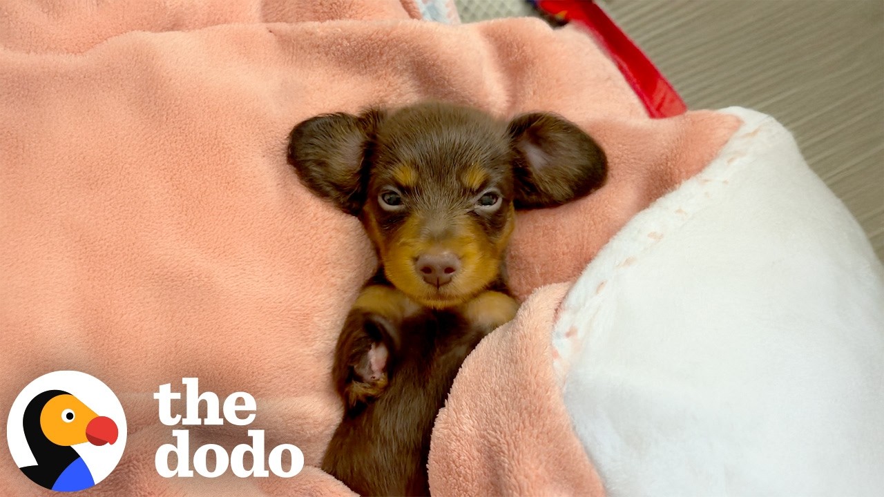Одноногий щенок вполне может оказаться сильнейшим бойцом в мире | The Dodo