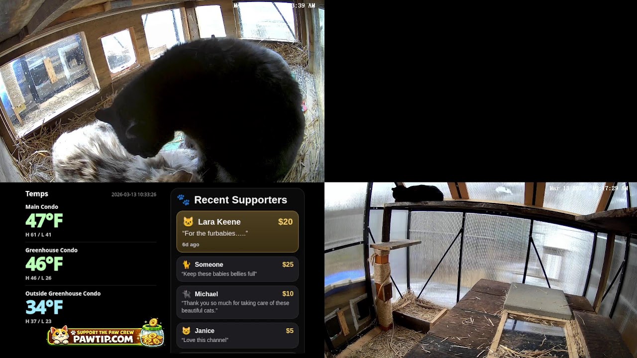 LIVE: Multi-Cam Feral Cat Shelter | Real-Time Temps