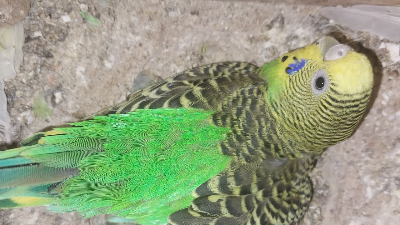 Parrot Baby World  03.03.2026