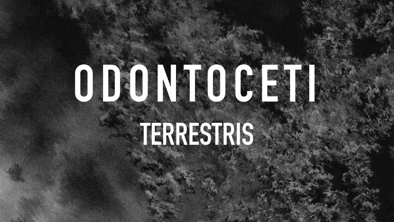 Odontoceti | Terrestris