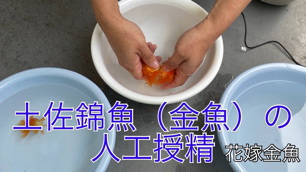 土佐錦魚（金魚）の人工受精