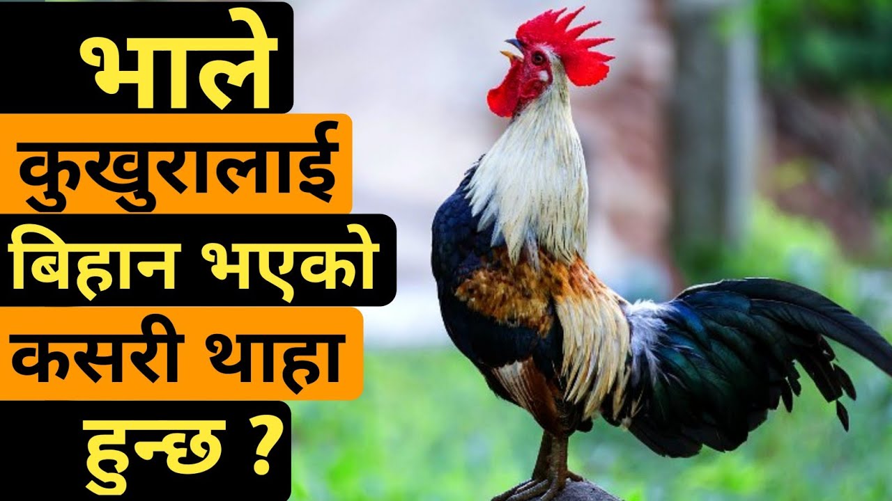 भाले कुखुरालाई बिहान भएको कसरी थाहा हुन्छ ?|7Amazing Random Facts In Nepali | Fact Nepal.🤯😱