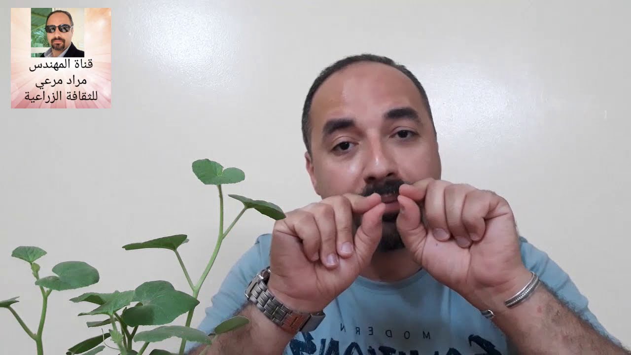 فقوس او الاتة طرق تكاثر للحصول على ثمار ممتاز وتسميد ورى جيد Cucumis حلقة 252