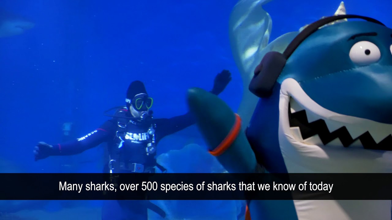 Battle of the Baby Shark Challenge - SEA LIFE Melbourne vs SEA LIFE Sydney