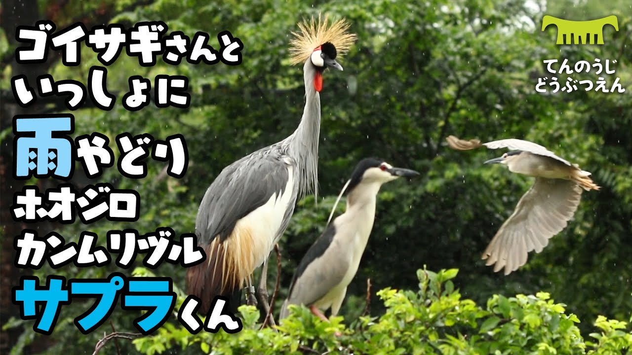 【天王寺動物園】ゴイサギさんと一緒に雨宿り☔️求愛ダンス自主トレ中ホオジロカンムリヅルのサプラくん[Tennouji Zoo] Grey crowned crane, Sapura.