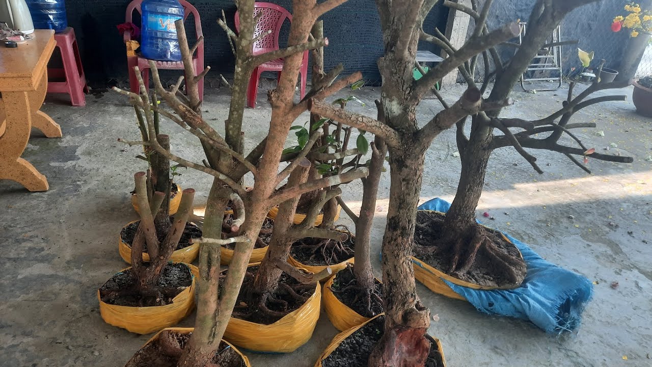 Phôi mai tứ quý đầu năm giá rẻ 22/06 Thái 0329027256