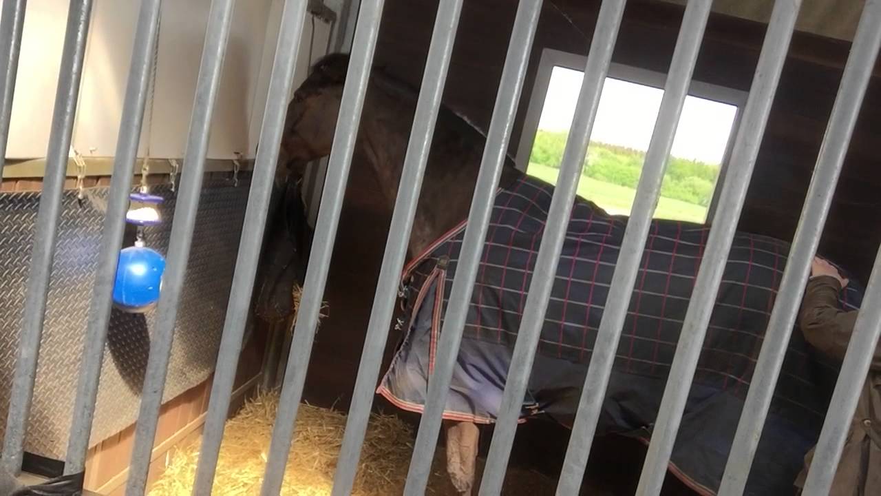 Ditte Young, telepathy with horse Langebækgård, Køge. Horse is aggressive in the stall.