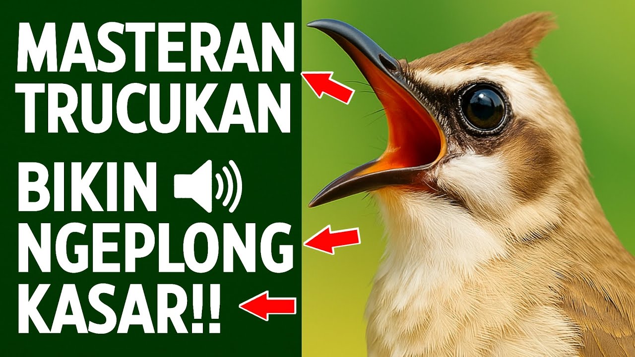 MASTERAN TRUCUKAN TERBUKTI AMPUH: Ropel Ngalas Bikin Burung Gacor & Nyaut!