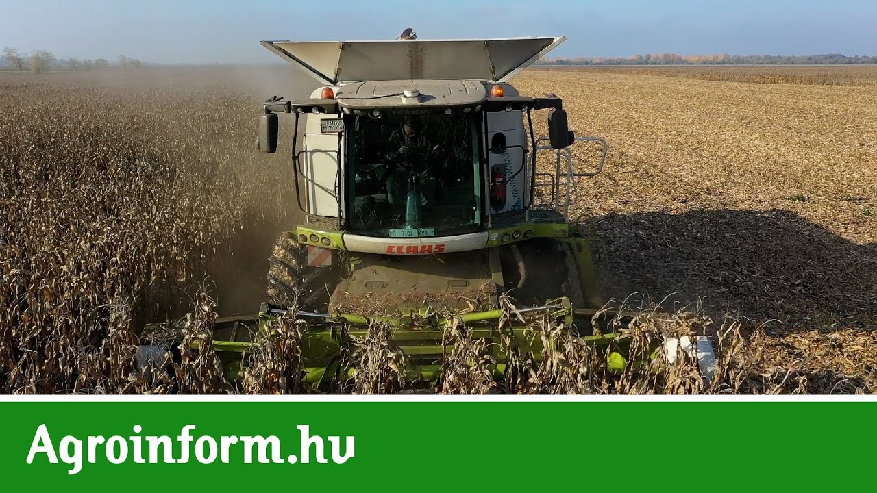 Kukorica körkép: A termésátlagok szórnak, de reménykedünk a jó minőségben!