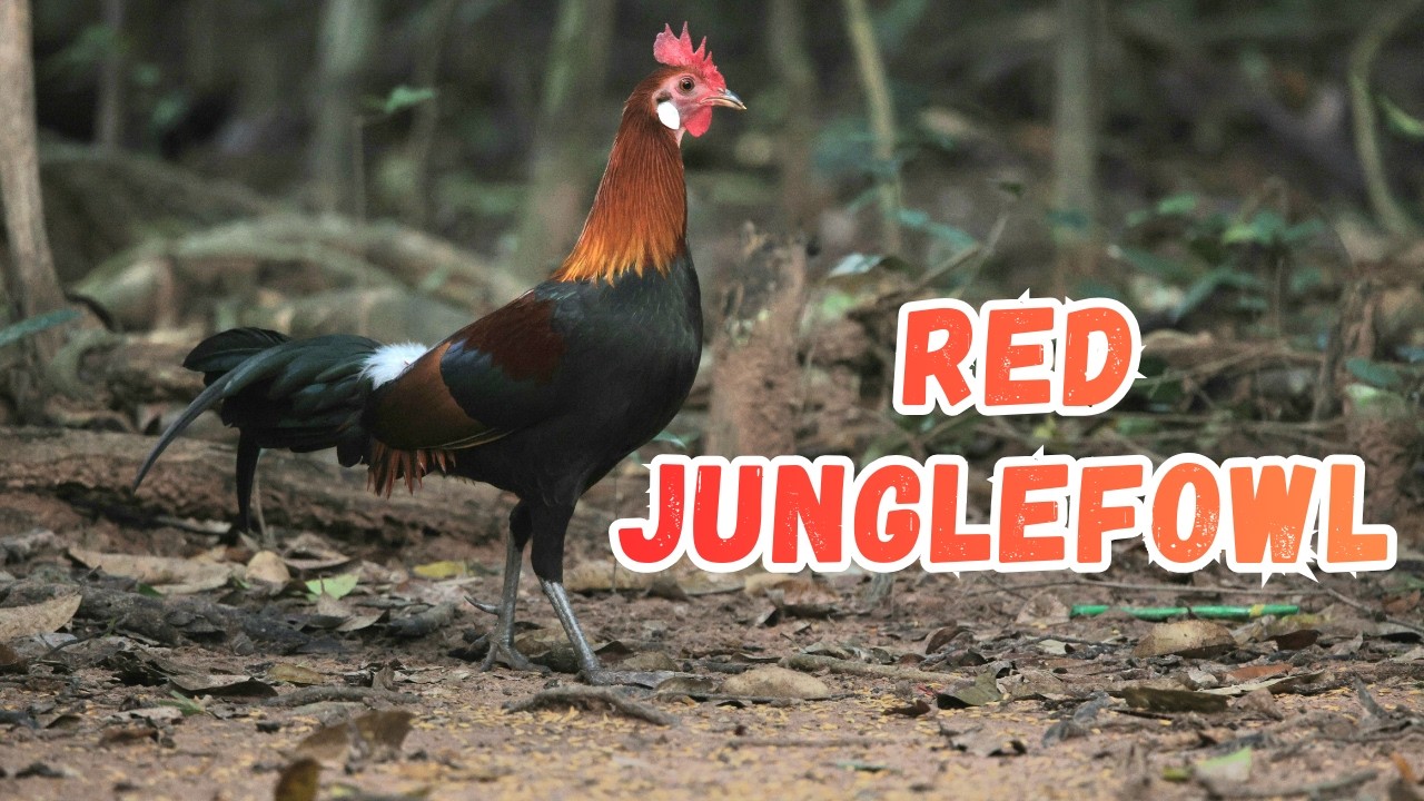 Red Junglefowl: The Forgotten King of the Jungle