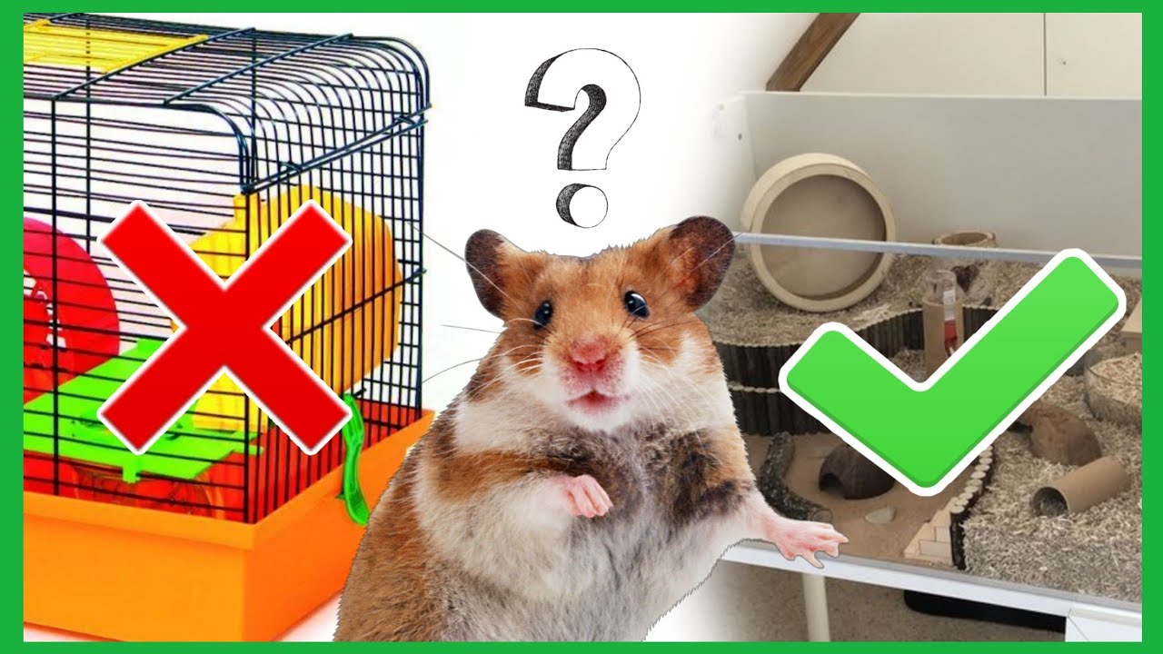 КАК УХАЖИВАТЬ ЗА ХОМЯКОМ? 🐹 / Что Должно Быть В Клетке Хомяка / Можно ✔️ и Нельзя ❌
