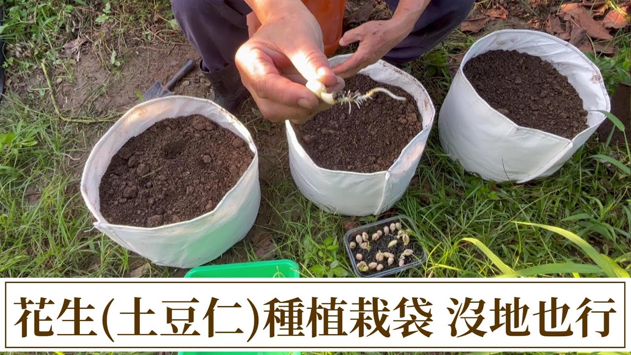 花生(土豆仁)植栽袋種植，簡單易種，沒地也行 | 阿星種植