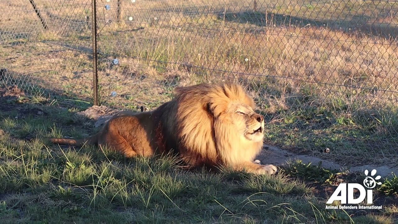 Rescued circus lions’ journey to new life in Africa