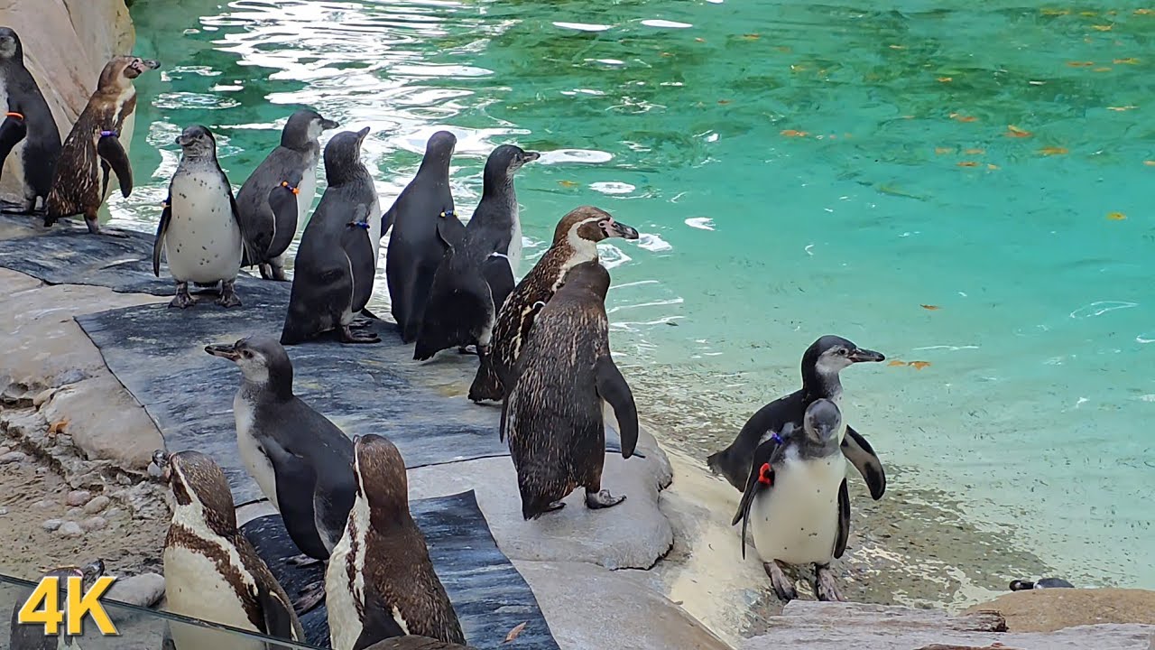 Penguins Playing in the Rain | Cute & Fun 4K Wildlife