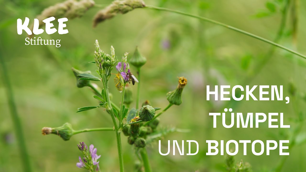 Die Klee-Stiftung