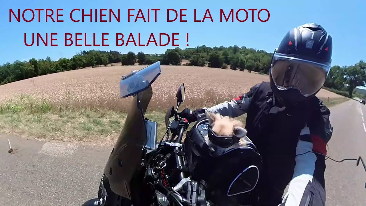 Notre chien fait de la moto, et il aime ça !!