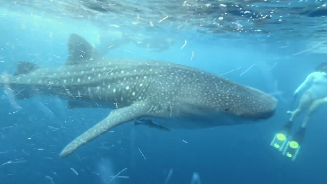 Philippines 2026 ! Requin baleine
