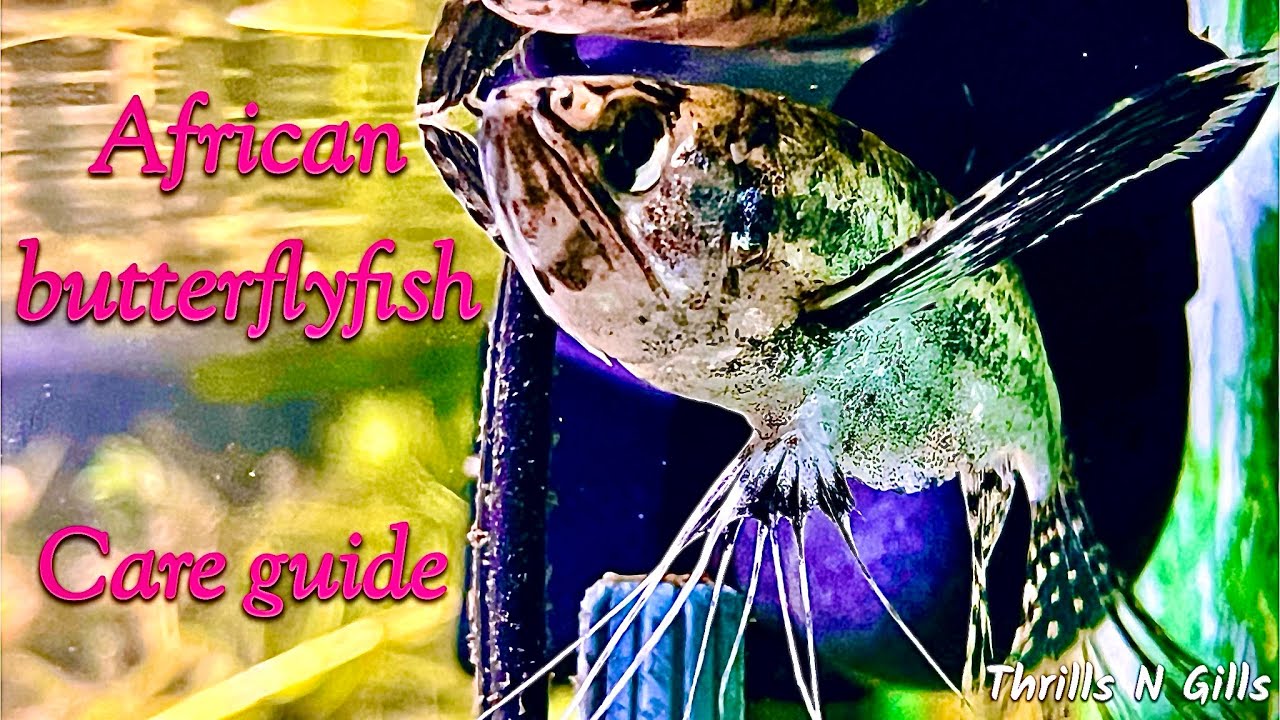 Care guide to the African butterfly fish