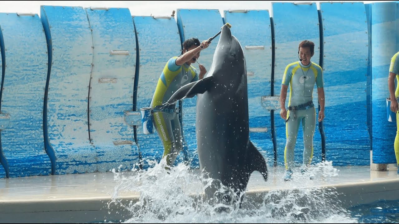 新江ノ島水族館 えのすい イルカショー 