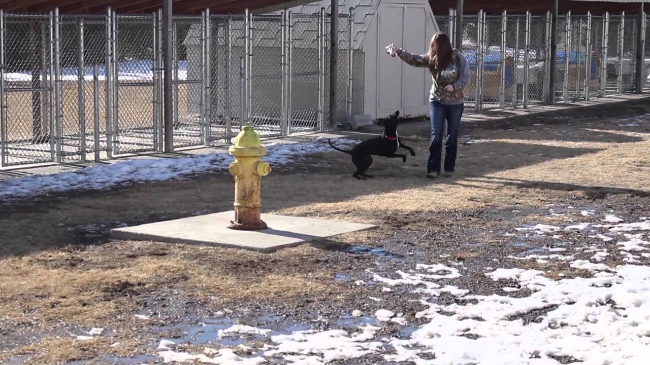 489 News Adopt a Pet