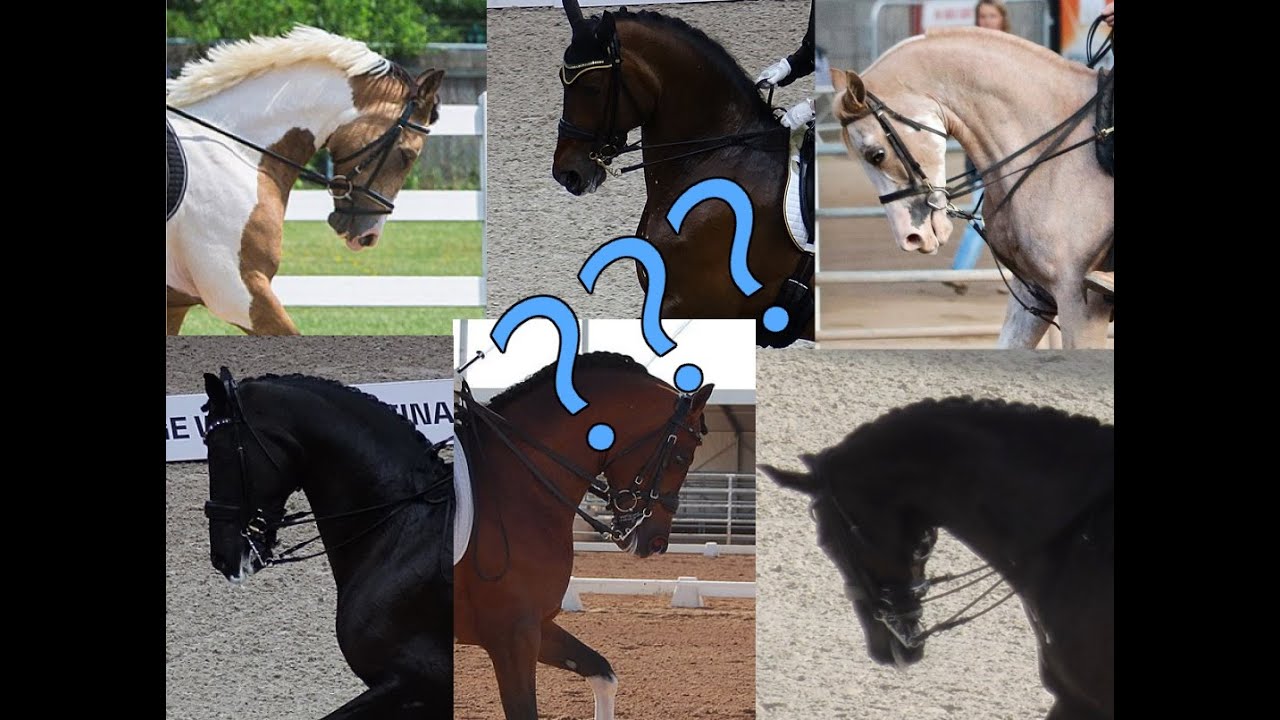 On The Bit #1 - The FEI Might Change the Rules After This