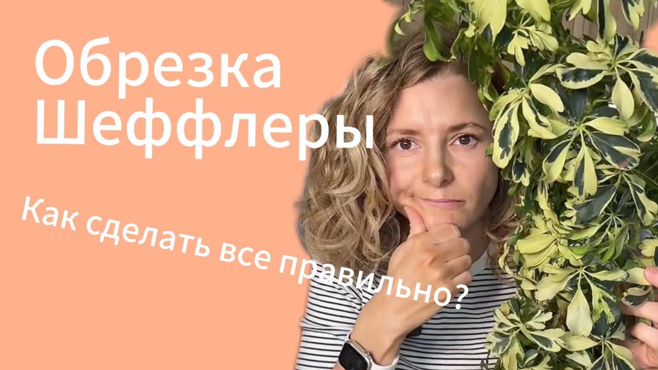 Обрезка Шеффлеры. Как все сделать правильно!