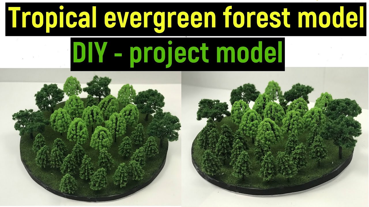 tropical evergreen forest - tropical evergreen forest model - science exhibition model-diyas funplay