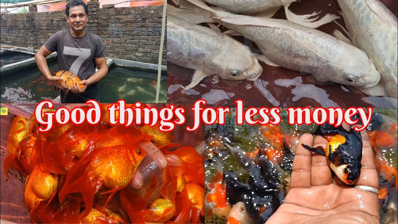 Good Quality Aquarium Fish in This Farm🐟Fish is Available at Very low Prices🐟Milky koi fish farm