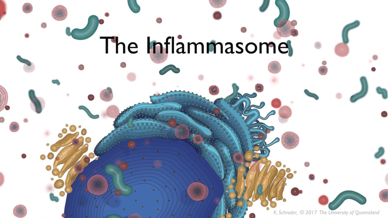The Inflammasome signalling pathway