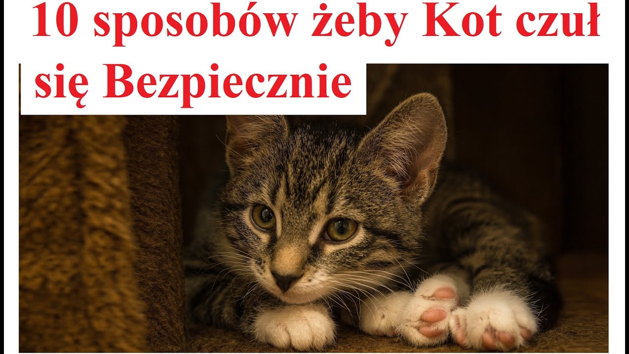 10 sposobów żeby Kot czuł się Bezpiecznie