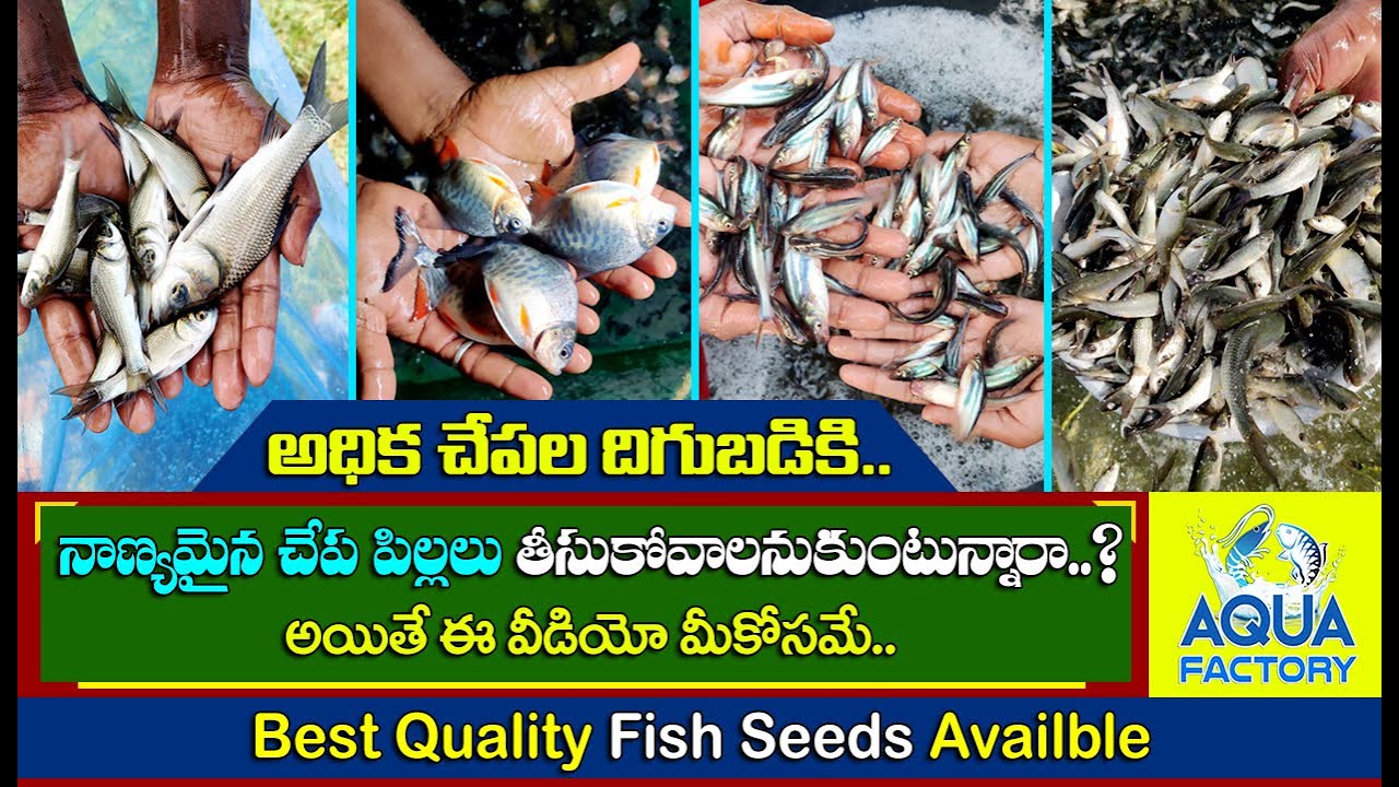 Rupchanda Fish Seed | Katla and Rohu Fish Seeds | Best Quality Fish Seeds | Aqua Factory
