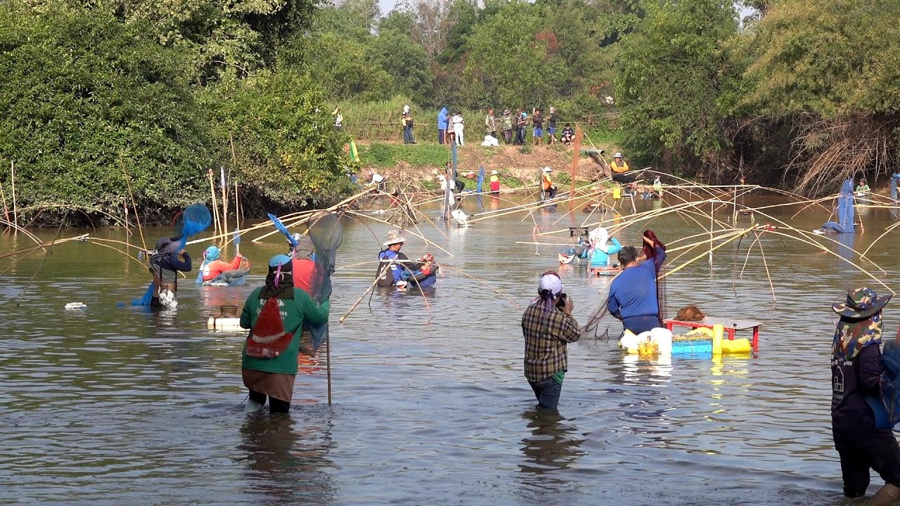 ยกยอหว่านแหปลาธรรมชาติหนองดอนหวาย อุดรธานี Isan Lifestyle: Traditional Net Fishing at Udon Thani
