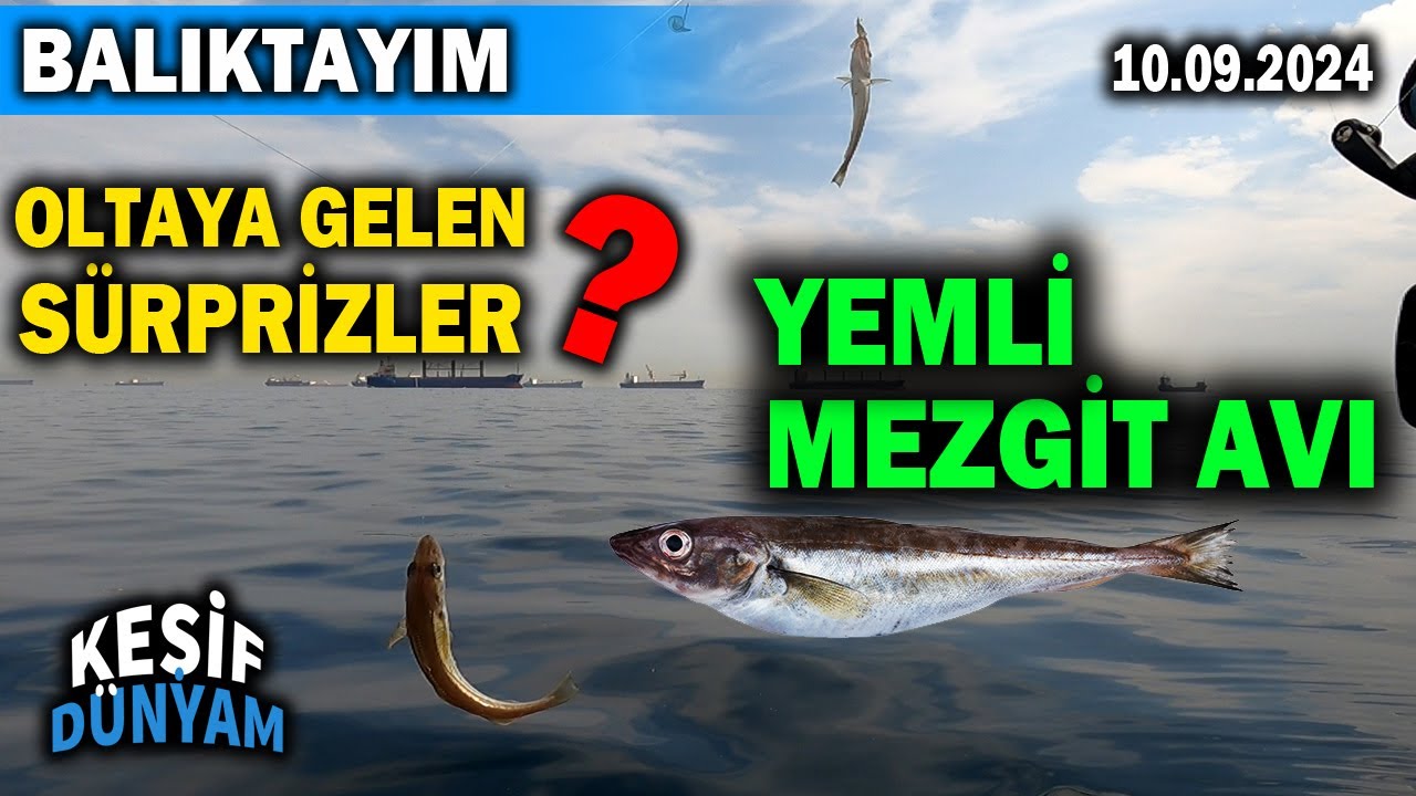 Yemli Mezgit Avı | Sürpriz Balıklar Geldi | Eylül 2024 | Yeşilköy | İstanbul Balık Avı | BALIKTAYIM