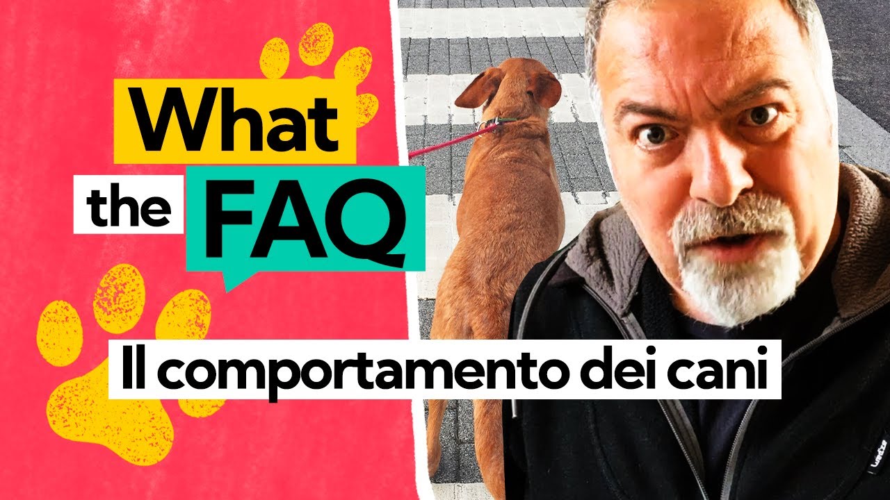 Cosa fare se il cane tira al guinzaglio?