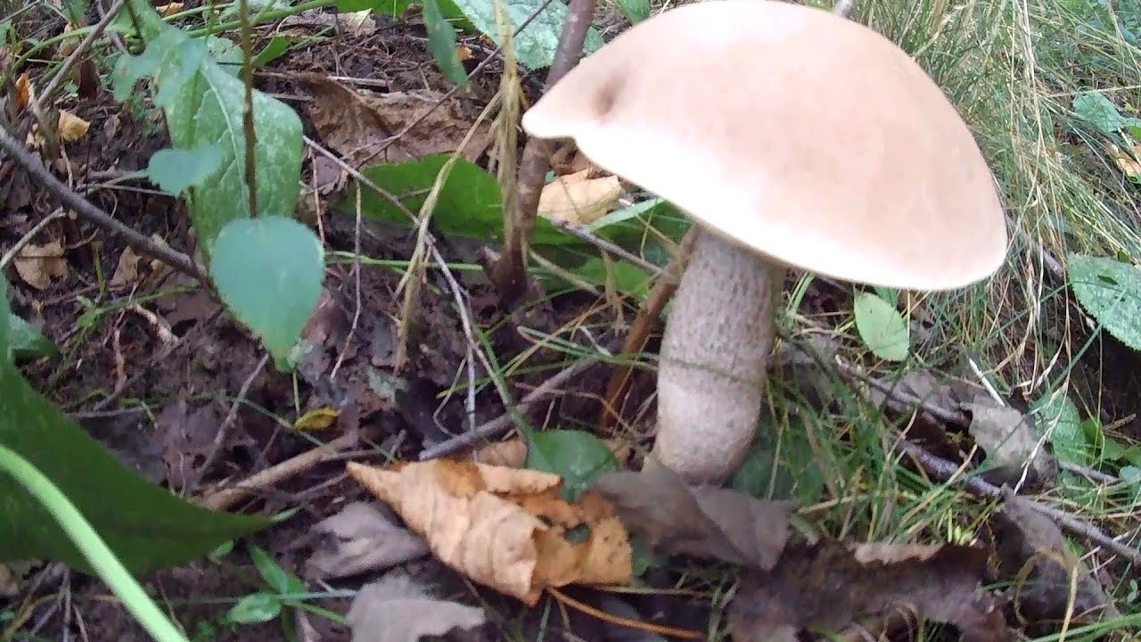 НАШЕЛ ПОСАДКУ С ГРИБАМИ. Везде сухо, а у нас ПОПЕРЛИ ГРИБЫ МАССОВО!