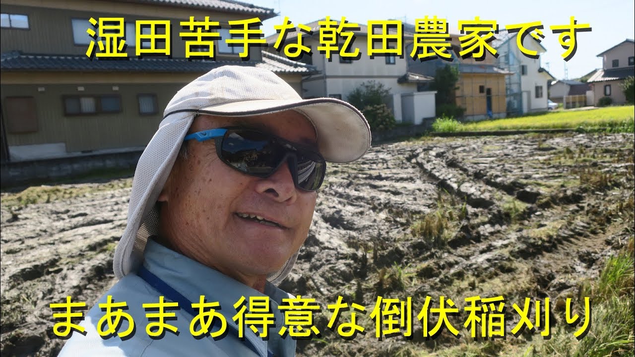 湿田に倒伏稲刈り・でも難関突破しました・2019