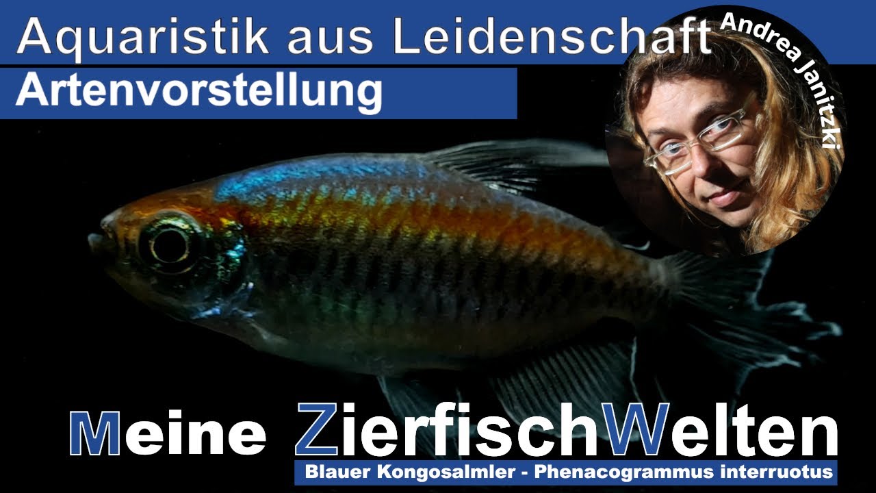 Meine ZierfischWelten   Blauer Kongosalmler Phenacogrammus interruptus