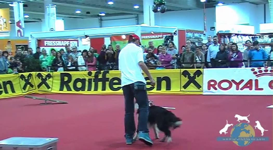 Trickdog Lukas & Falco - Tiermesse Mensch & Tier