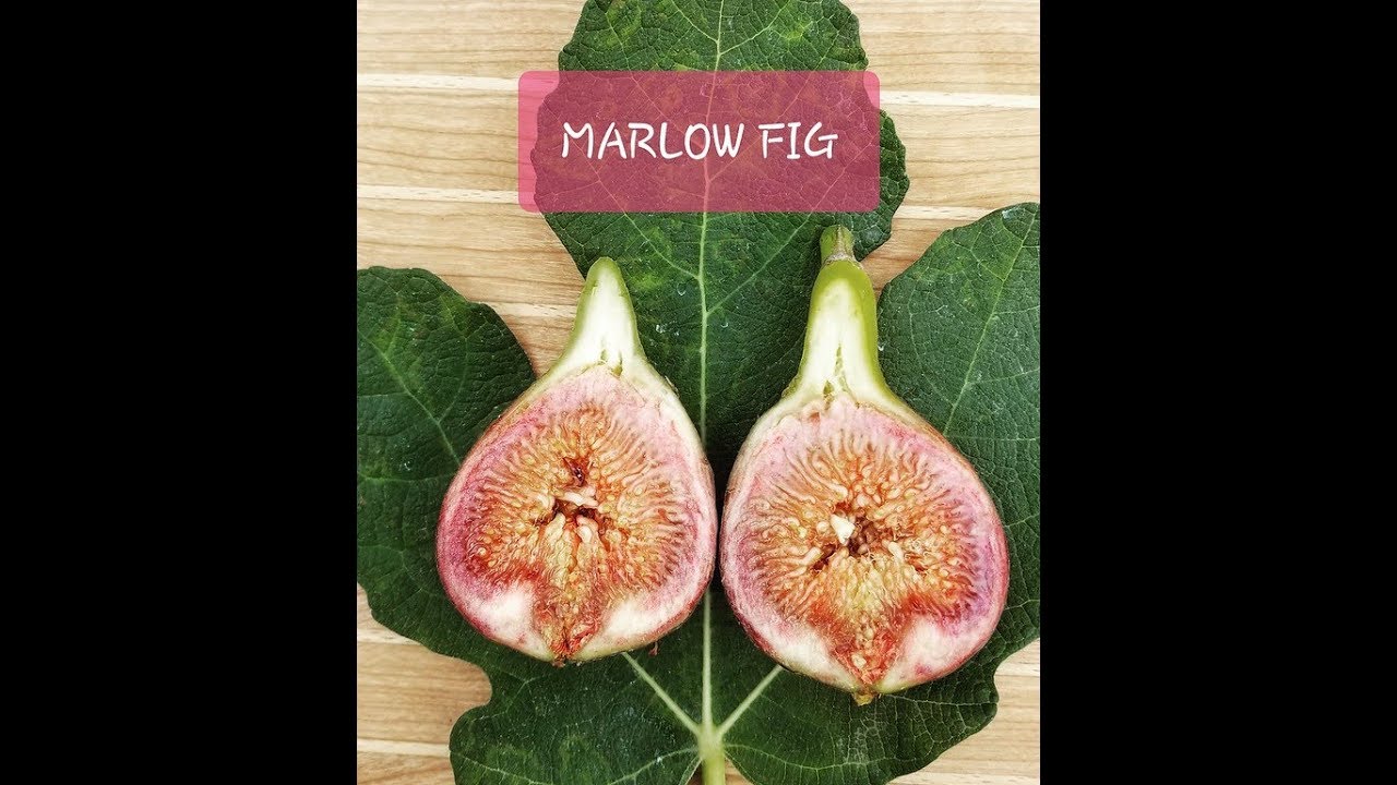 Tasting the Mary Lane and Marlow Fig 2018